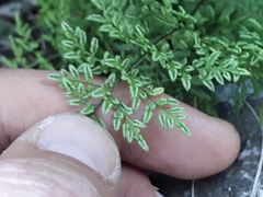 Cheilanthes hieronymi