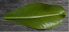 Scaevola taccada taccada