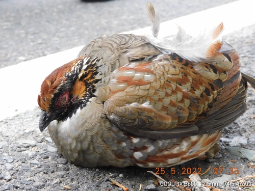 Hill Partridge (Arborophila torqueola), photo 10