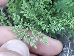 Cheilanthes hieronymi