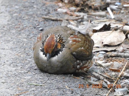 Hill Partridge (Arborophila torqueola)