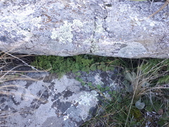 Cheilanthes hieronymi