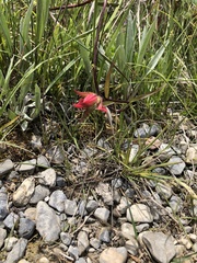 Castilleja purpurascens
