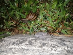 Hemidactylus frenatus