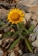 Asteriscus aquaticus