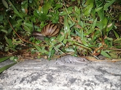 Hemidactylus frenatus