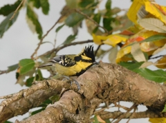 Machlolophus xanthogenys