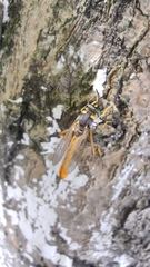 Systropus chinensis