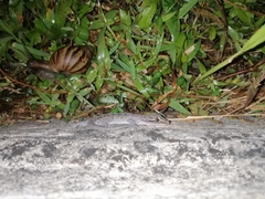 Hemidactylus frenatus