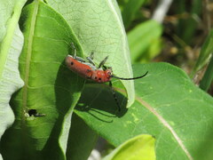 Tetraopes quinquemaculatus