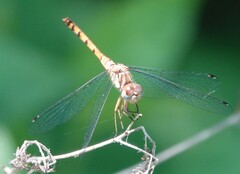 Sympetrum ambiguum