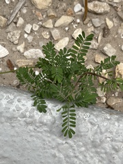 Dalea emarginata