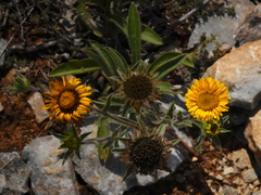 Asteriscus aquaticus