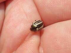 Zygogramma suturalis