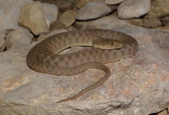 Nerodia paucimaculata