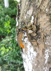 Systropus chinensis