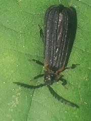 Polemius laticornis