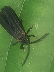 Polemius laticornis