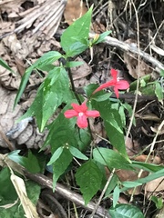 Ruellia coccinea
