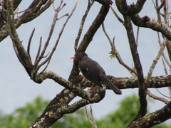 Turdus aurantius