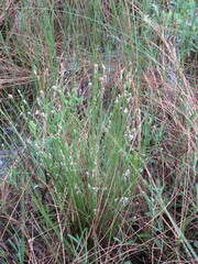 Trichophorum alpinum