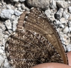 Oeneis melissa