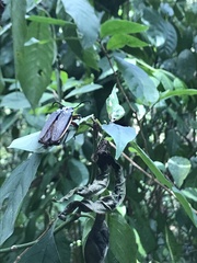 Solenoptera