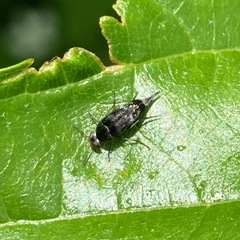 Mordella marginata