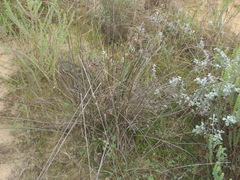 Hellmuthia membranacea