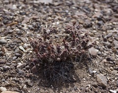 Micropuntia pulchella