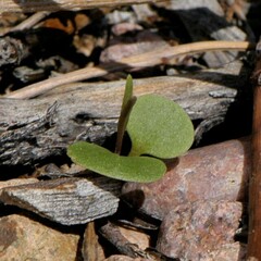 Mirabilis linearis linearis