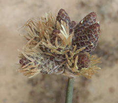 Hellmuthia membranacea