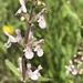 Rough Hedgenettle - Photo (c) dingofern, some rights reserved (CC BY-NC), uploaded by dingofern