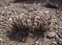 Micropuntia pulchella