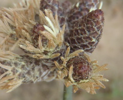 Hellmuthia membranacea