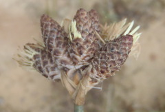 Hellmuthia membranacea