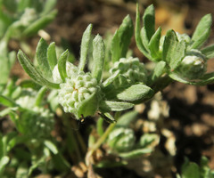 Psilocarphus elatior