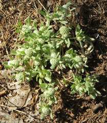 Psilocarphus elatior