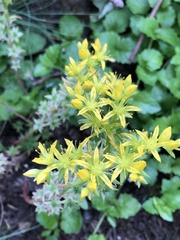 Sedum stenopetalum