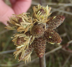 Hellmuthia membranacea