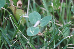 Athysanus argentarius