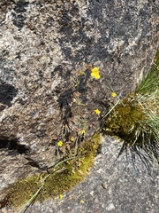 Erythranthe laciniata