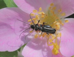 Grammoptera subargentata