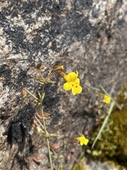 Erythranthe laciniata