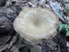 Clitocybe truncicola