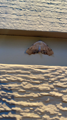 Plagodis phlogosaria