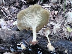 Clitocybe truncicola