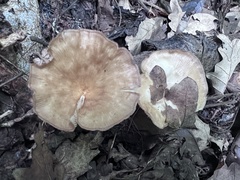 Clitocybe truncicola
