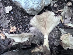 Clitocybe truncicola