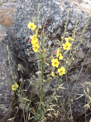 Verbascum sinuatum